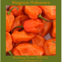 Pepper - HOT - Magnum Habanero - Organic